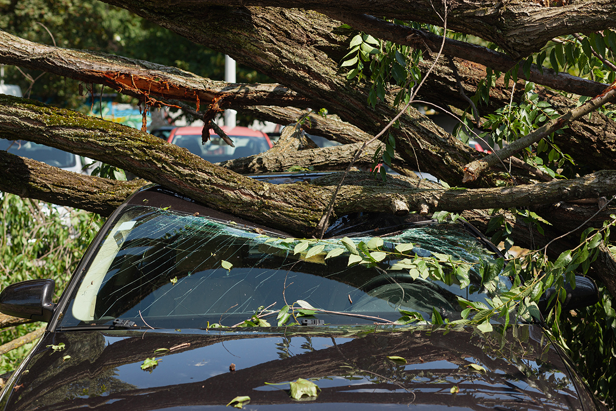 Limb has fallen on a vehicle and shattered the windshield