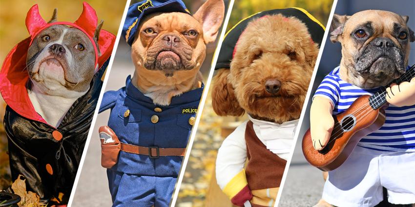 Composite image of four dogs wearing Halloween costumes.