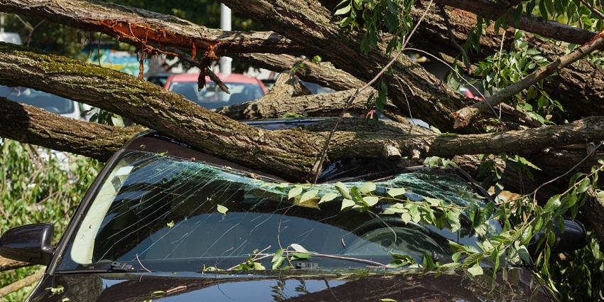 Limb has fallen on a vehicle and shattered the windshield