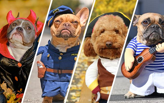 Composite image of four dogs wearing Halloween costumes.